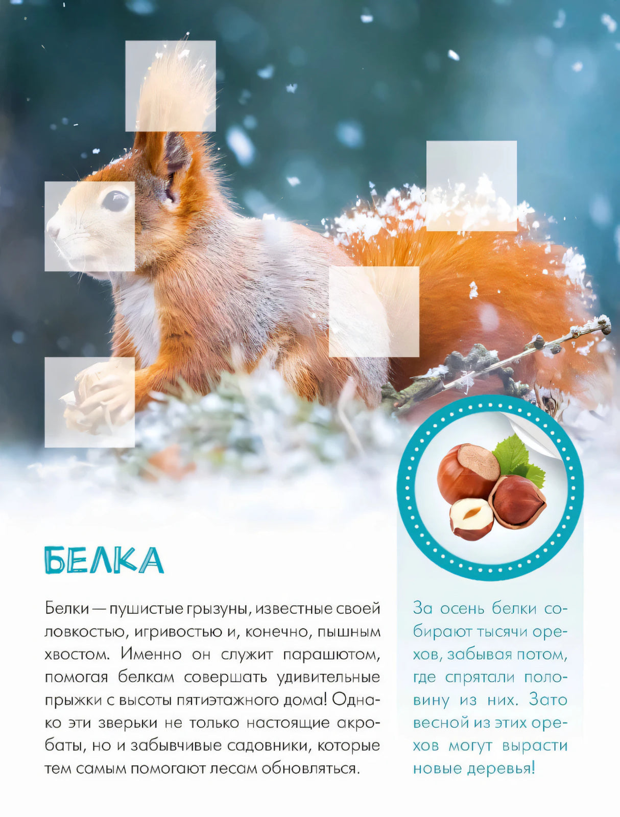 Страница о белке с зимней фотографией, текстом и кругом для наклейки