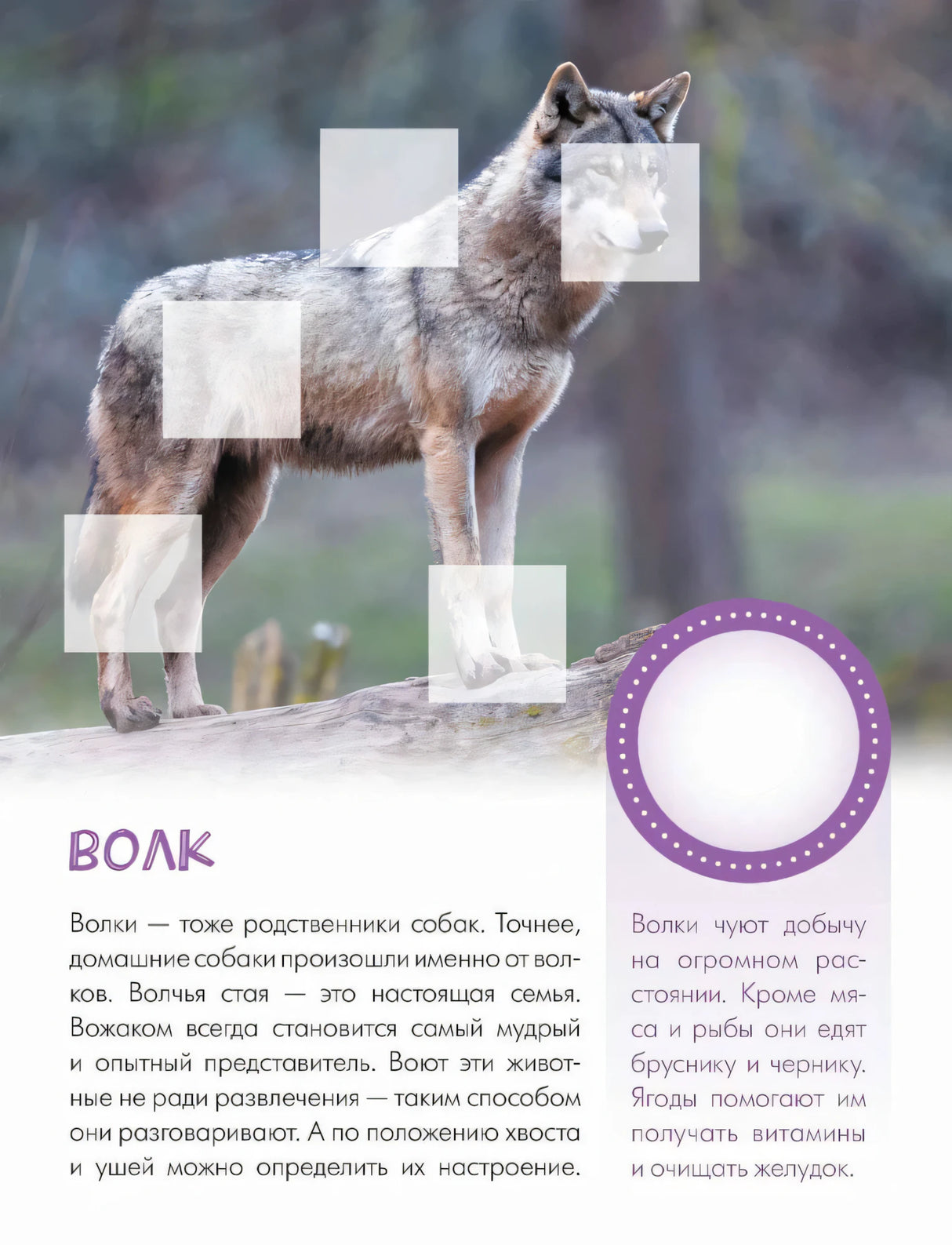 Страница о волке с большой фотографией и местами для наклеек
