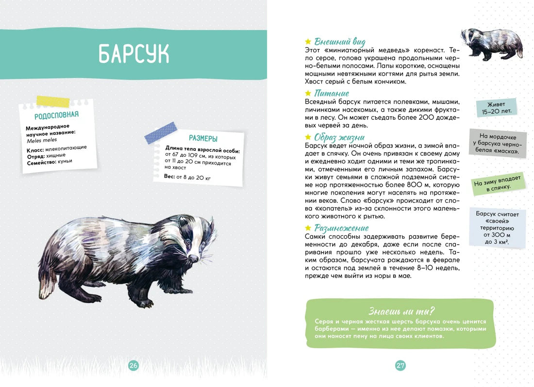 Разворот энциклопедии о барсуке, страницы 26–27
