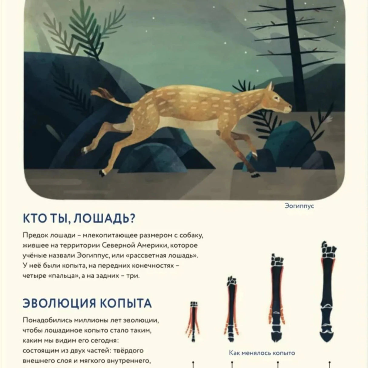 Страница о предке лошади и эволюции копыта с иллюстрациями