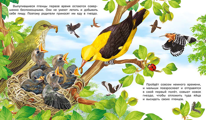 Как появляется птица