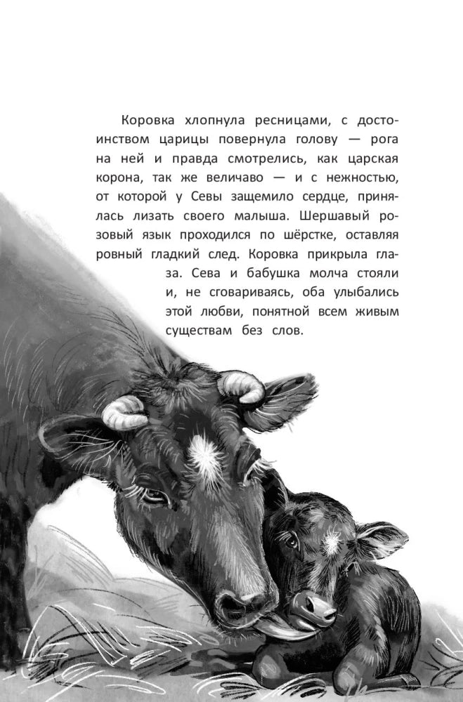 Страница с текстом и рисунком коровы с телёнком.