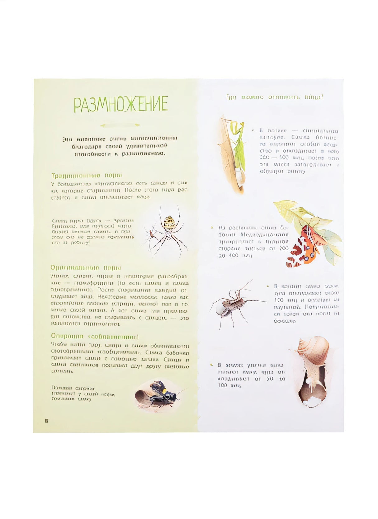 Насекомые и другие маленькие животные 978-5-9951-4639-1 - 4