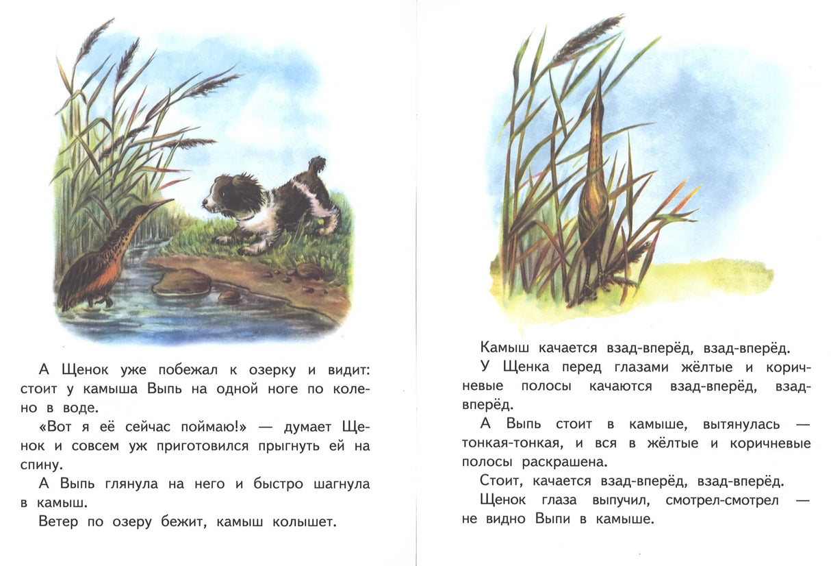 Разворот: выпь у воды, щенок на берегу и камыш, скрывающий птицу.