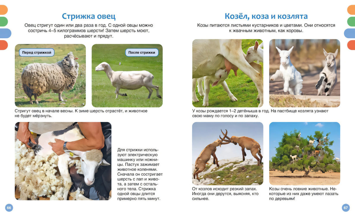 Разворот о стрижке овец и козах с фотографиями