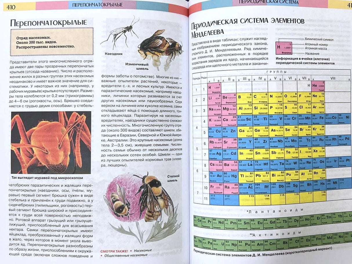Разворот: перепончатокрылые и периодическая система элементов Менделеева.