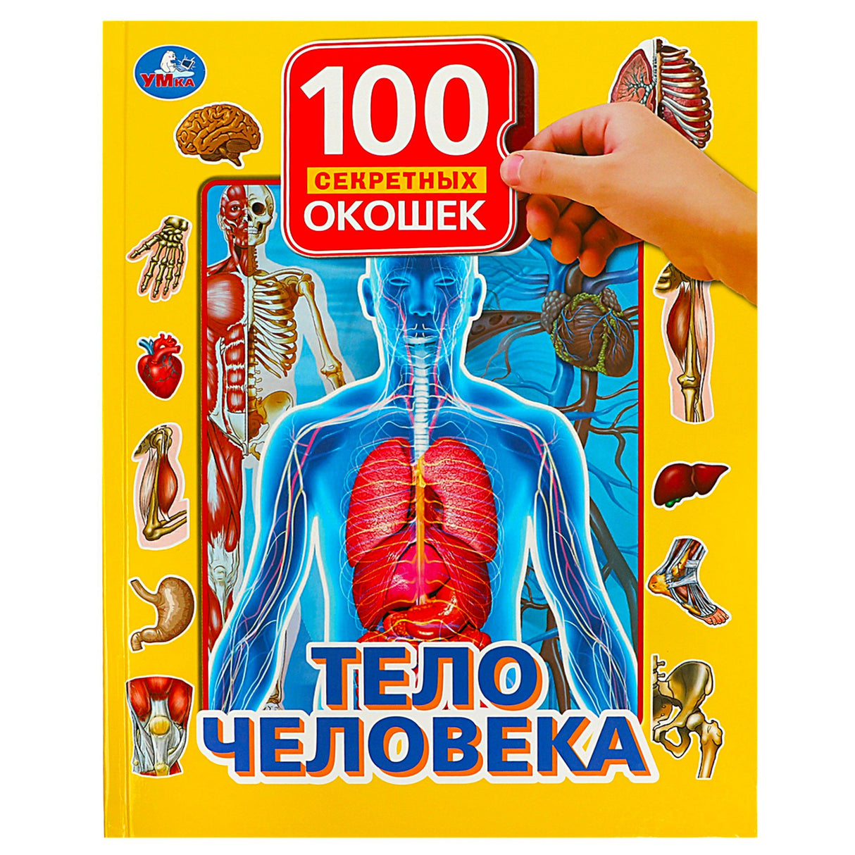 Обложка книги «Тело человека» серии «100 секретных окошек» с анатомической схемой