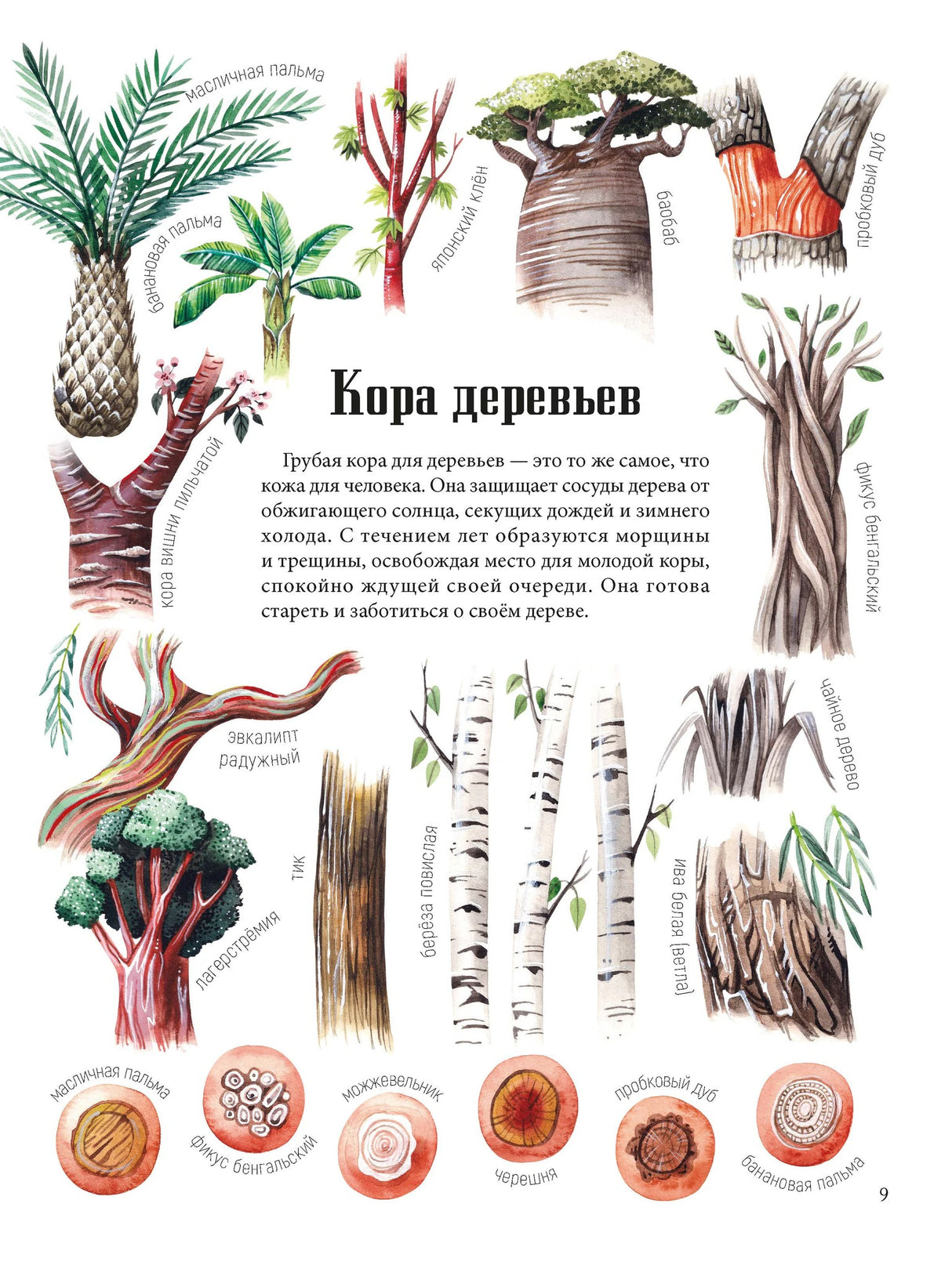 Страница «Кора деревьев» с иллюстрациями разных видов коры и растений