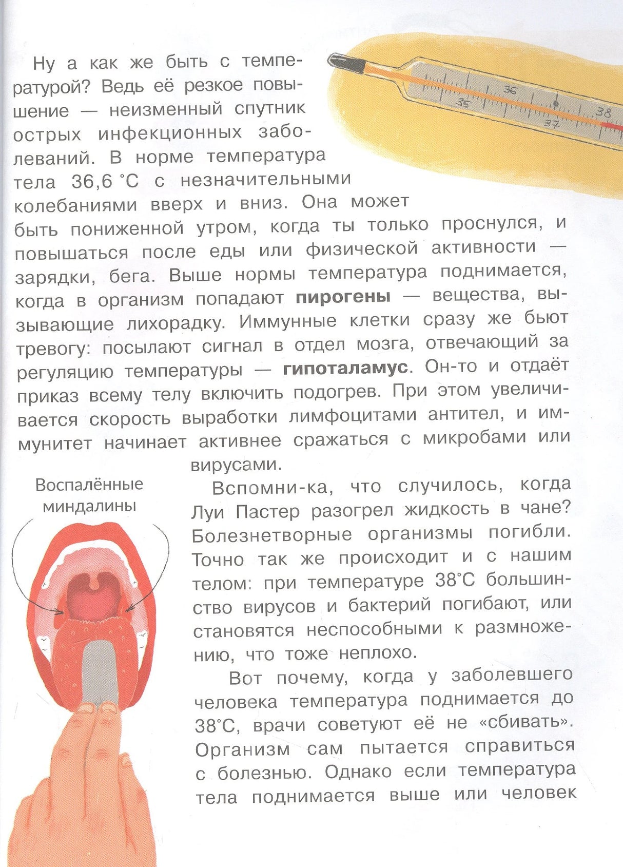 Страница о температуре тела и иммунных клетках с иллюстрацией градусника