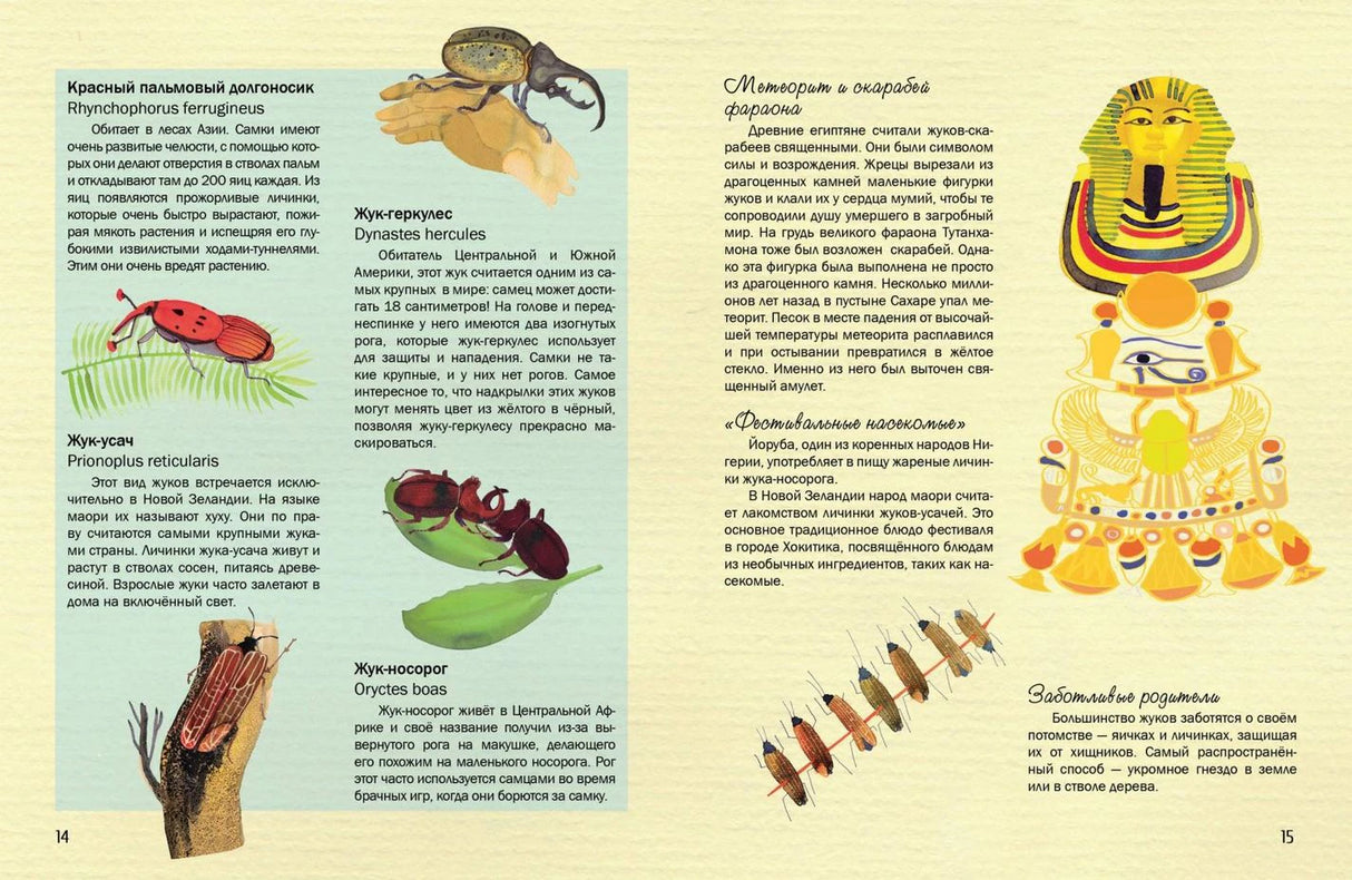 Разворот о жуках: долгоносик, жук-геркулес, жук-носорог и скарабей фараона