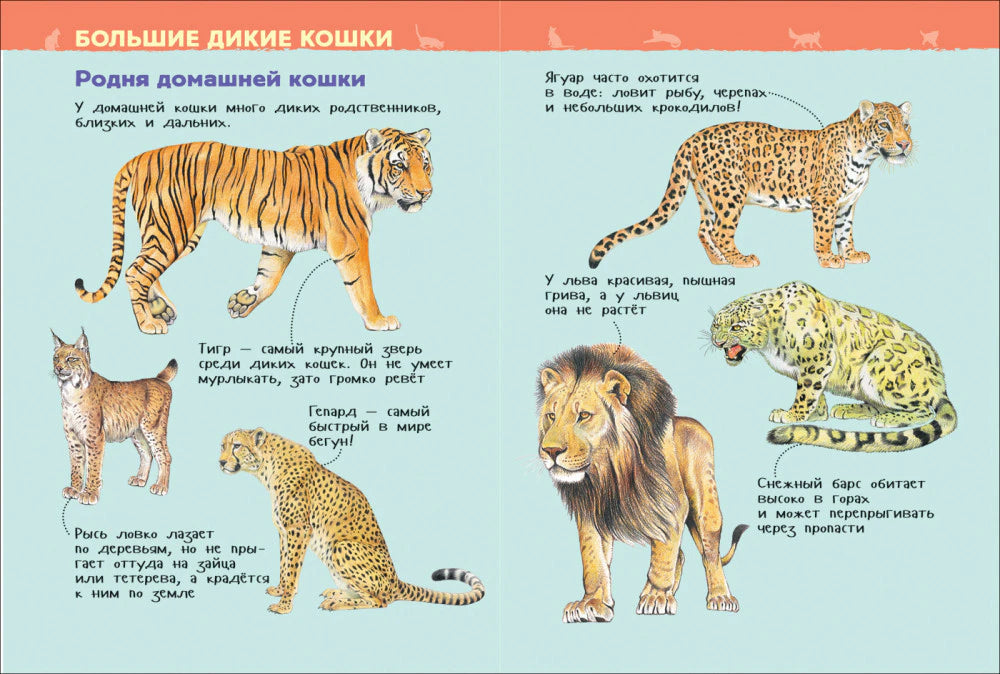 Разворот «Большие дикие кошки»: тигр, рысь, гепард, ягуар, лев, барс