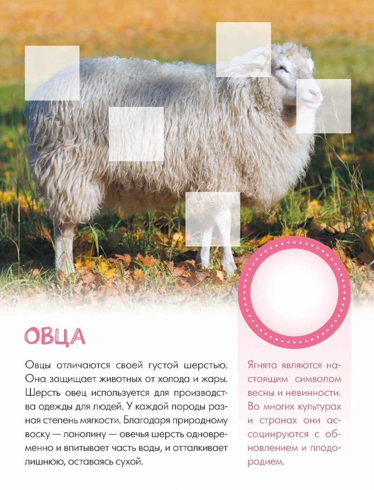 Страница об овце с фотографией, текстом и розовым кругом для наклейки