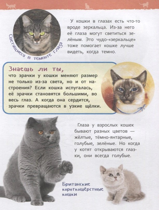 Страница о зрении кошки: светящиеся глаза, британская кошка с котёнком