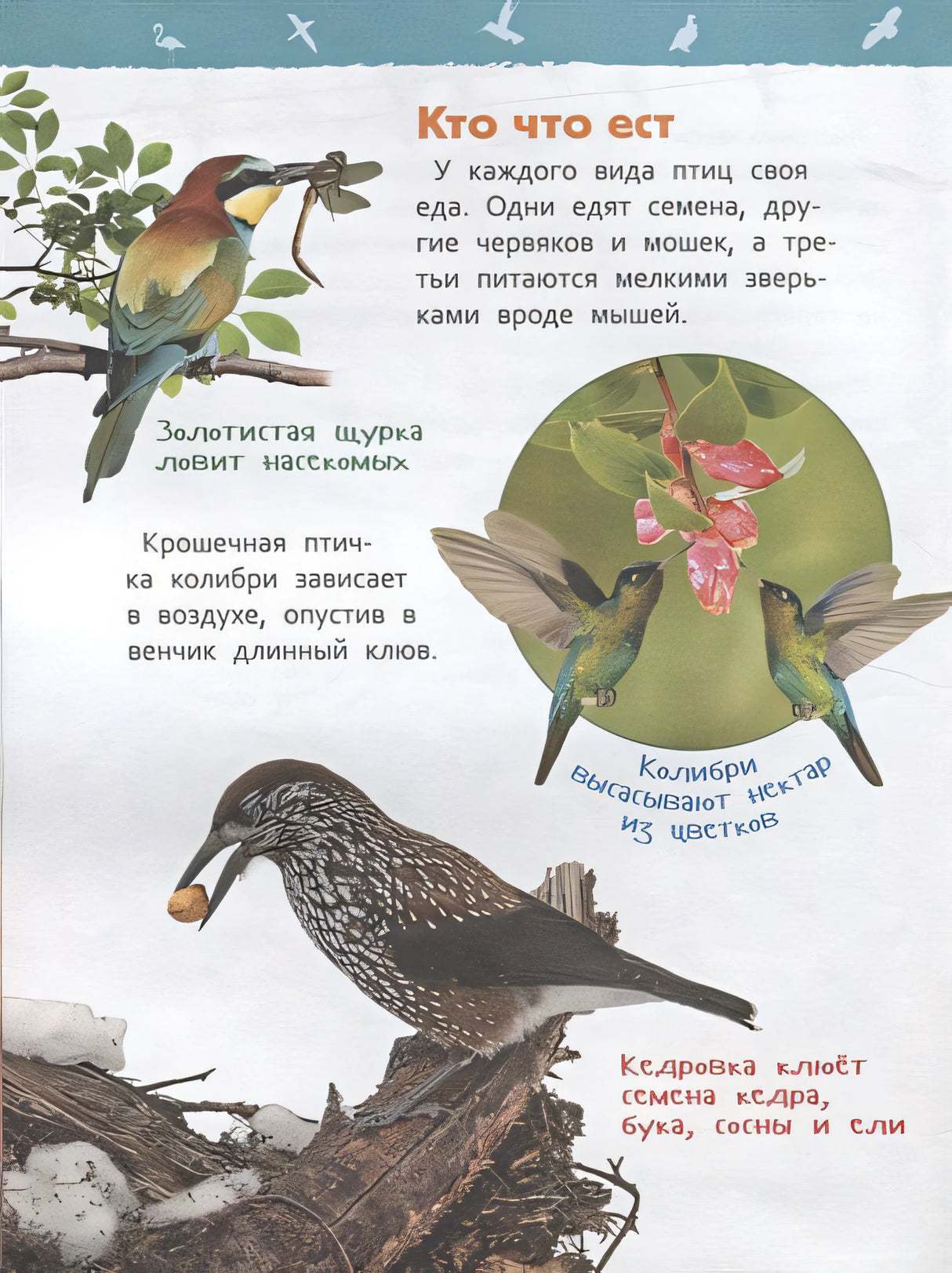 Птицы 978-5-353-09340-4 - 3