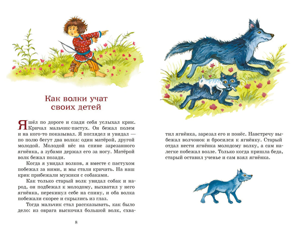 Разворот рассказа «Как волки учат своих детей» с цветными рисунками волков.