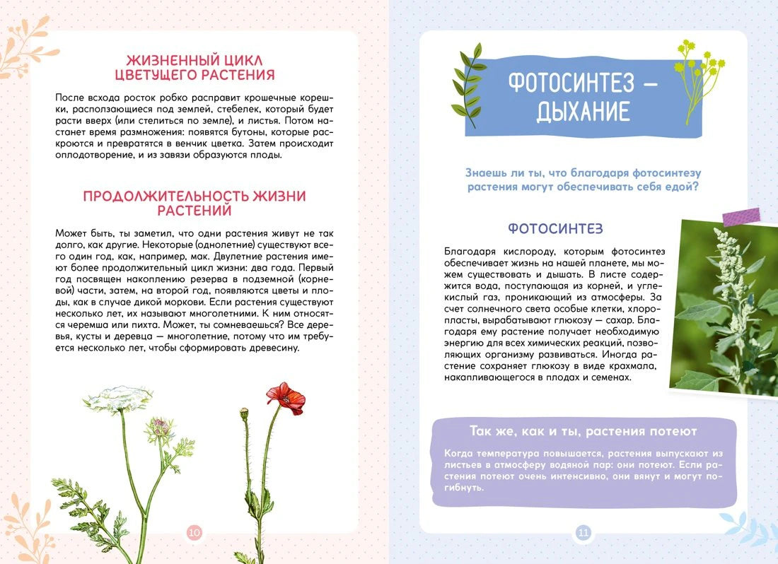 Разворот о жизненном цикле растений и фотосинтезе.
