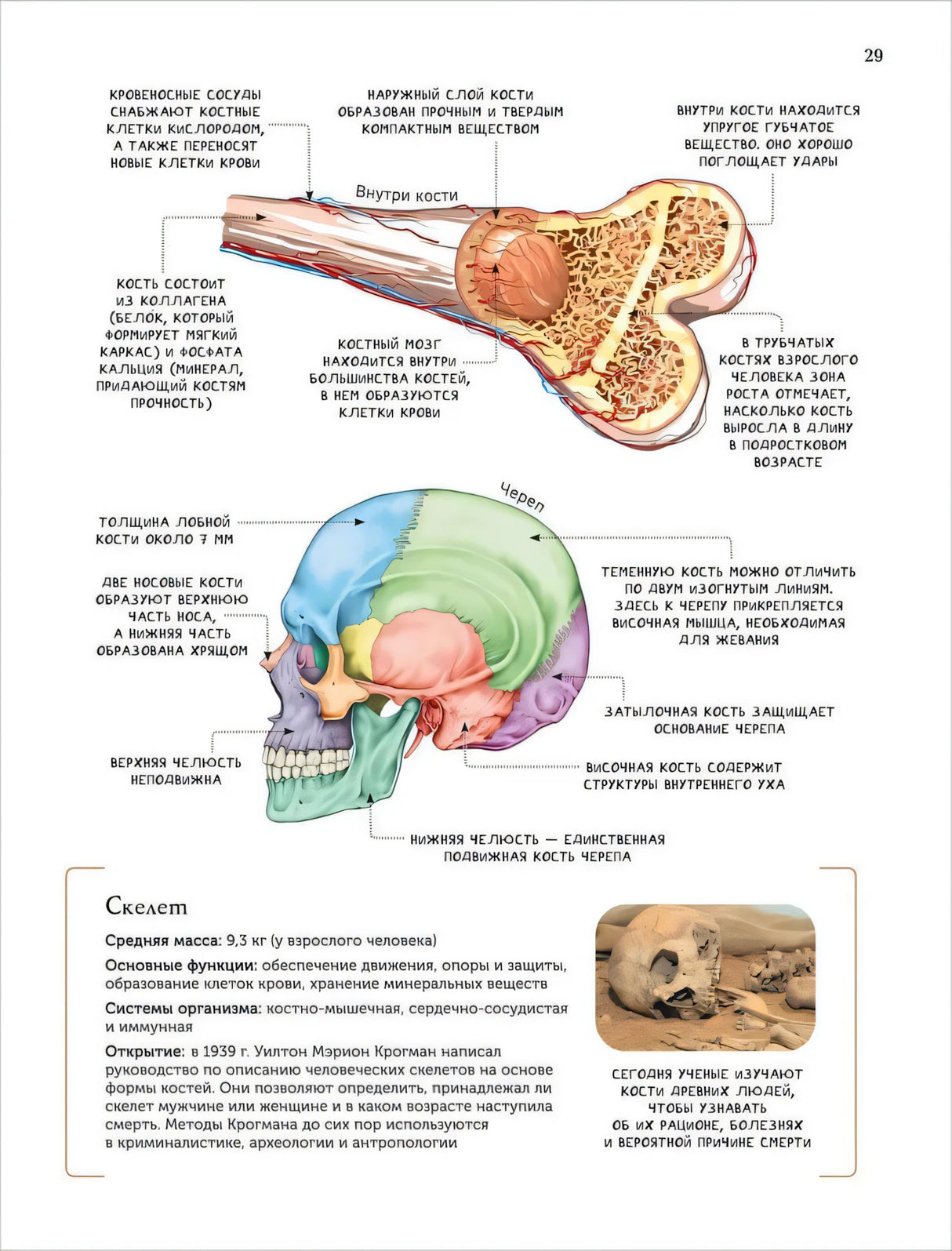 Строение кости и черепа с подробными подписями