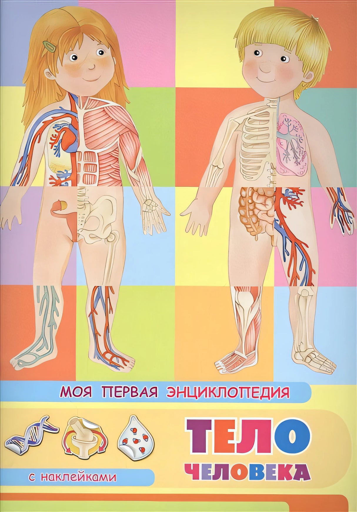 Обложка Тело человека. Моя первая энциклопедия с наклейками 978-5-465-03886-7