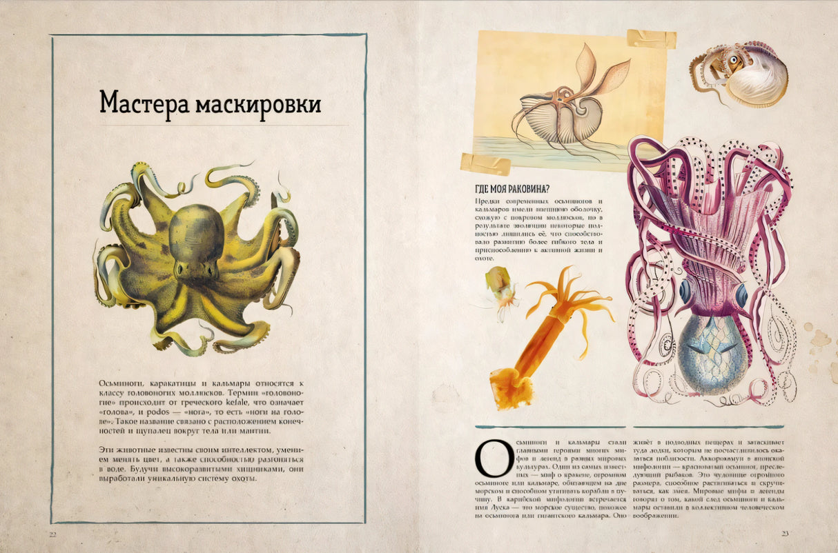 Удивительные энциклопедии. Морские сокровища 9785002522309