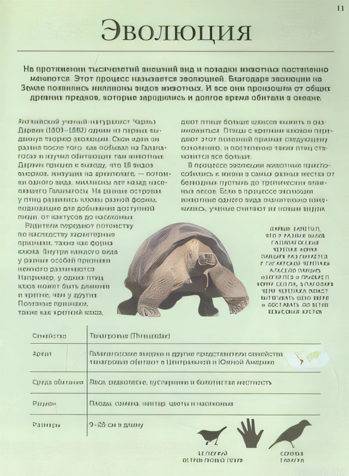 Энциклопедия животных: эволюция