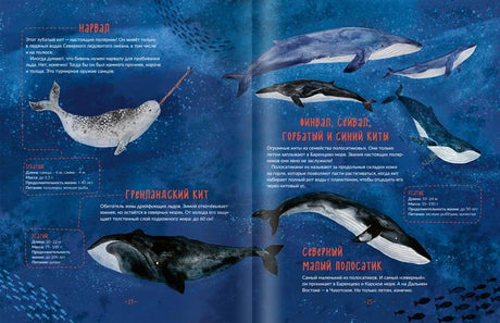 Каникулы на ледоколе