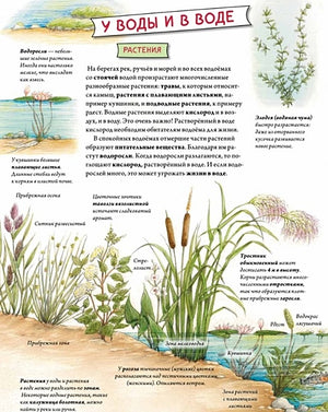 Животные и растения рек, озер и морей. BIObook А. Толмачева 978-5-00116-658-0 - 2