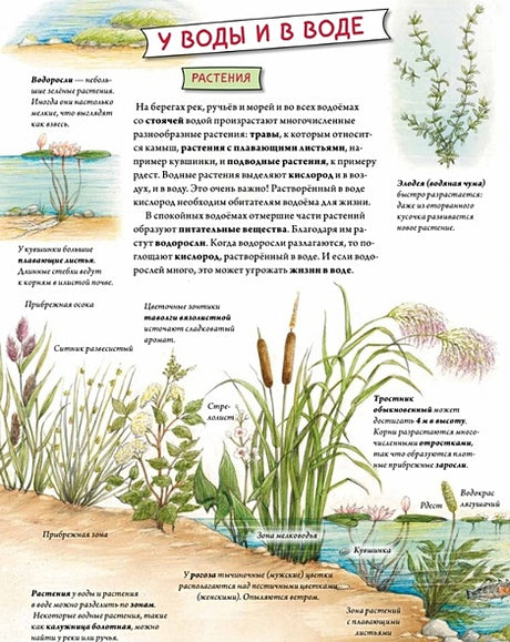 Животные и растения рек, озер и морей. BIObook А. Толмачева 978-5-00116-658-0 - 2