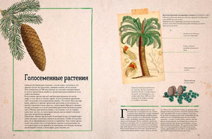 Удивительные энциклопедии. Ботаника в картинках/Сория К. 9785002520497