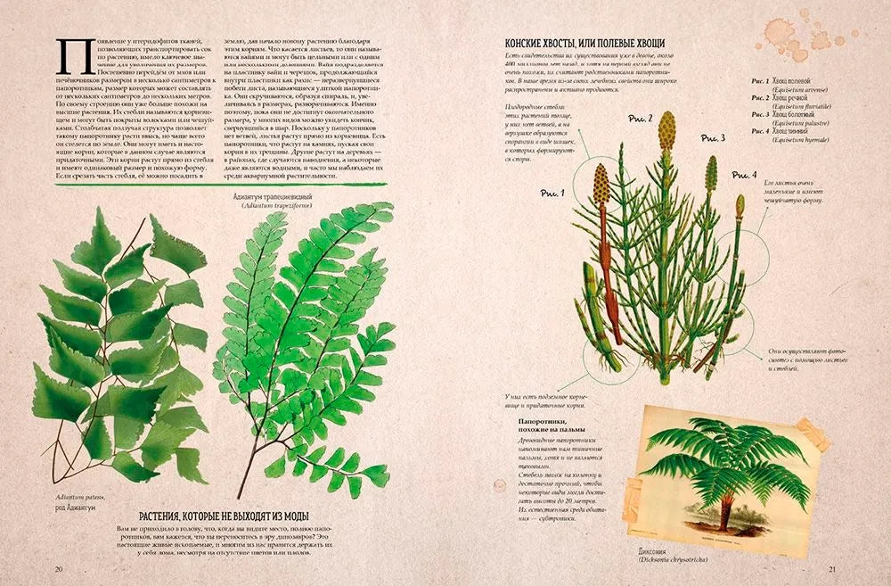 Удивительные энциклопедии. Ботаника в картинках/Сория К. 9785002520497
