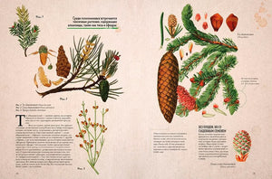 Удивительные энциклопедии. Ботаника в картинках/Сория К. 9785002520497
