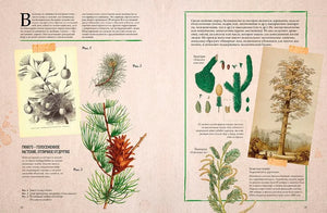 Ботаника в картинках null - 6