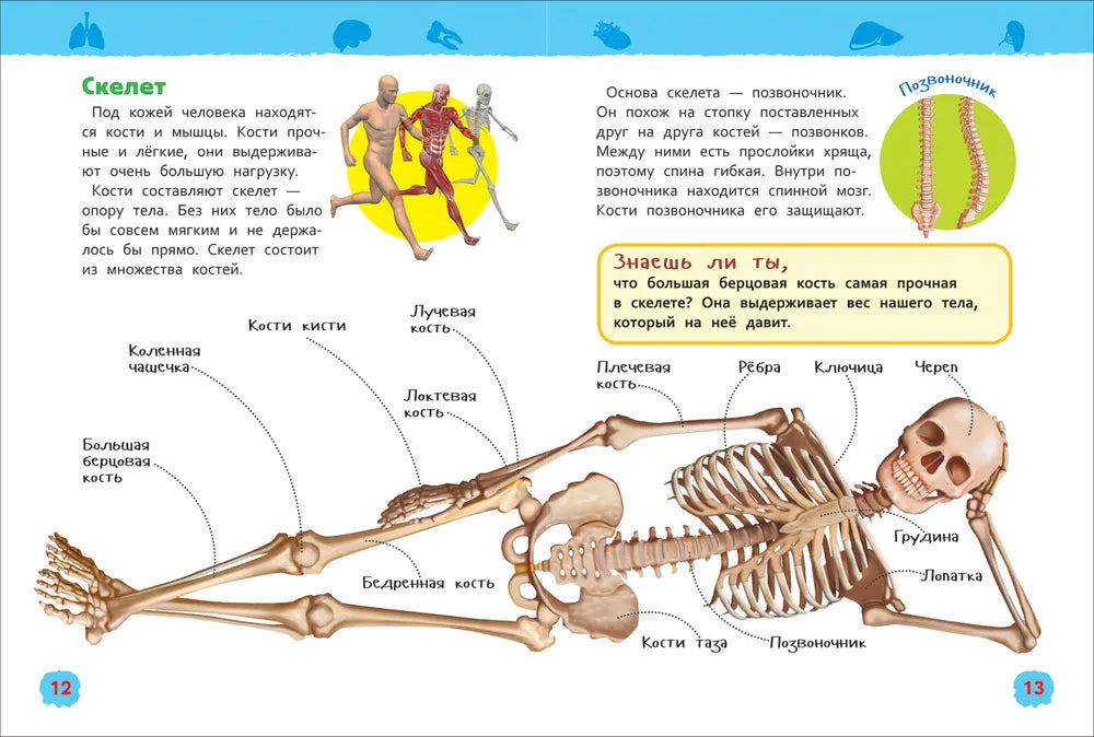 Тело человека 978-5-353-08478-5 - 2