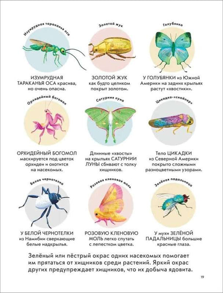 Детская энциклопедия насекомых null - 1