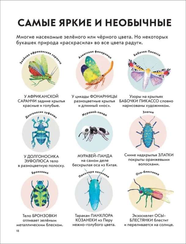 Детская энциклопедия насекомых null - 2