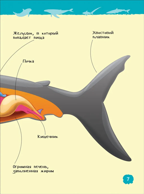 Акулы, киты и дельфины 978-5-353-10284-7 - 4