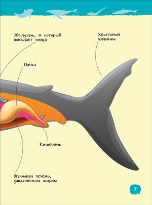 Акулы, киты и дельфины 978-5-353-10284-7 - 4