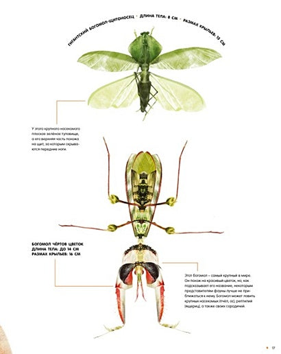 Насекомые в натуральную величину 978-5-389-23352-2 - 5