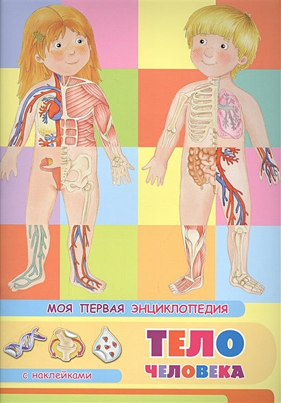 Обложка Тело человека. Моя первая энциклопедия с наклейками 978-5-465-03886-7