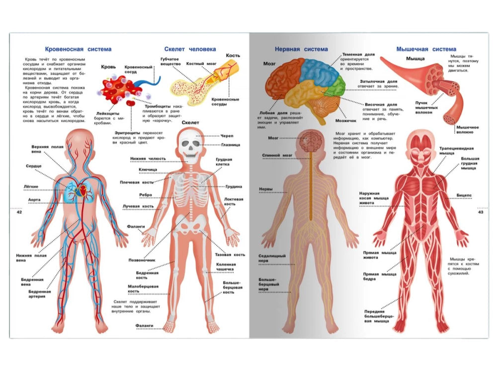 Иллюстрированная энциклопедия для детей 9785465046923