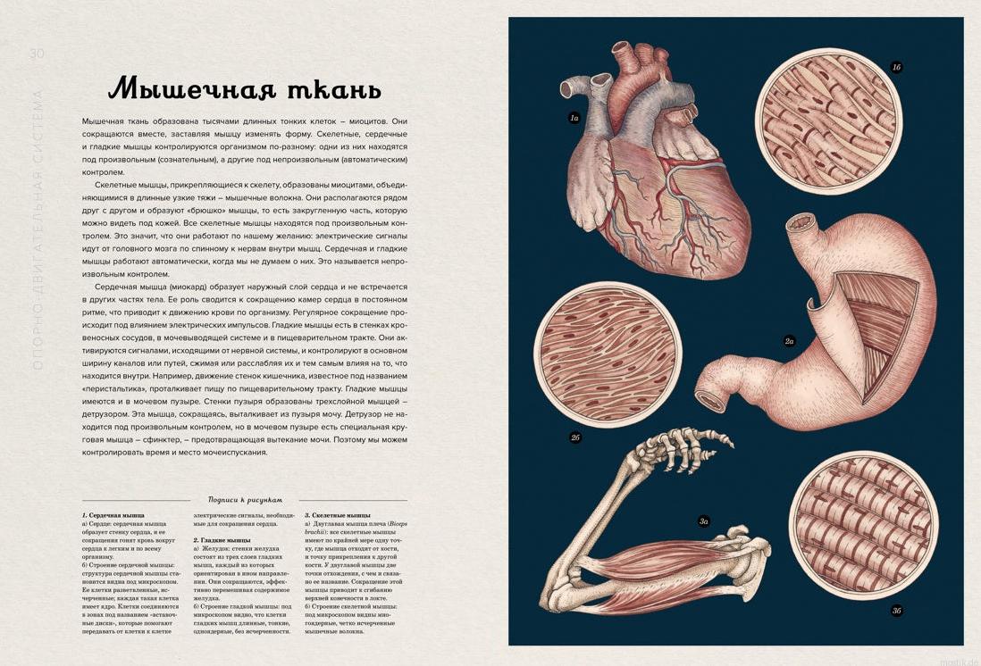 Мышечная ткань человека - иллюстрация из книги Анатомикум