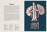 Строение почек - иллюстрация из книги Анатомикум