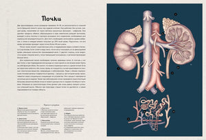 Строение почек - иллюстрация из книги Анатомикум