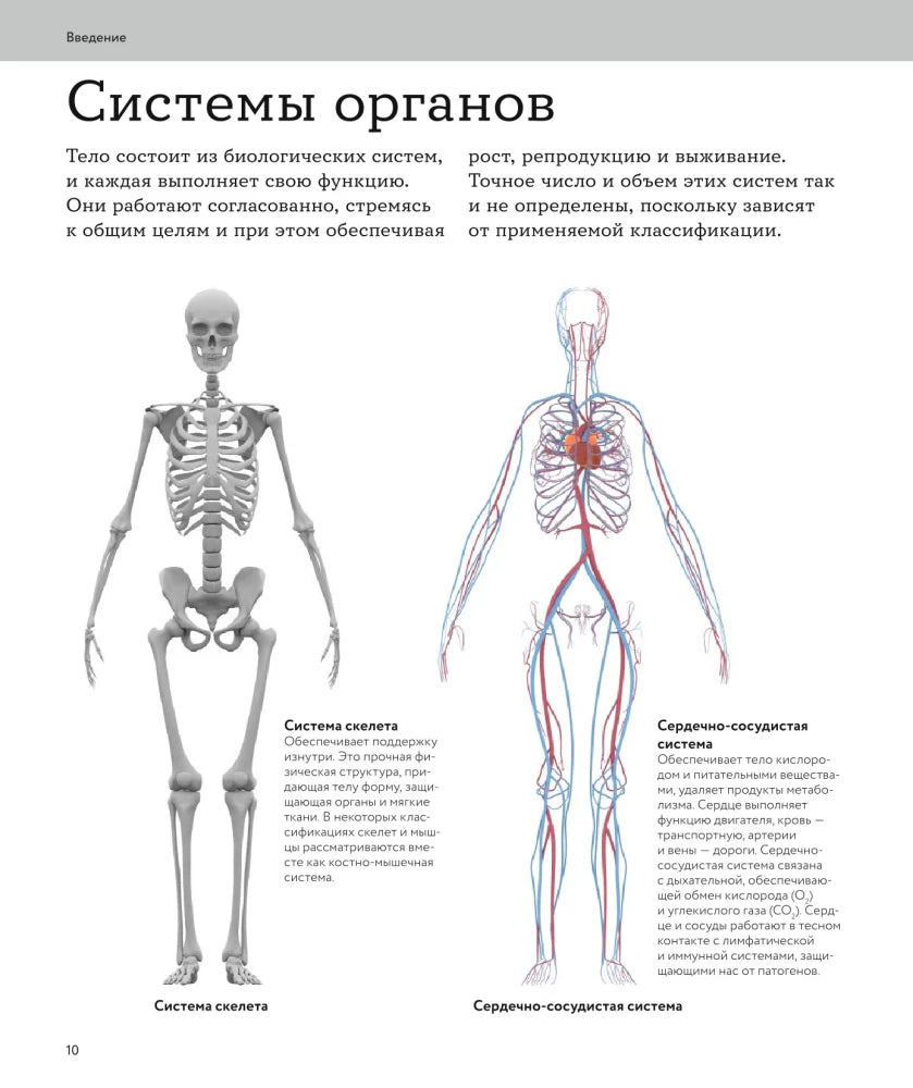 Страница «Системы органов» со схемами скелета и кровеносной системы.
