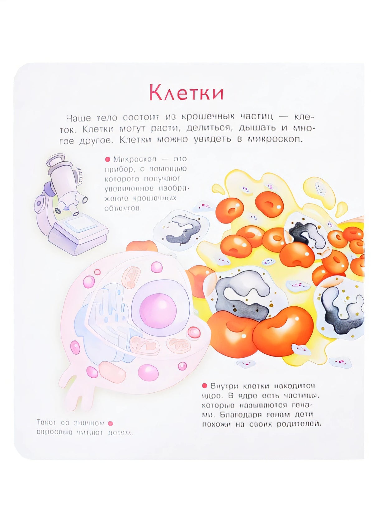 Что? Почему? Зачем? Наше тело. 36 волшебных окошек 978-5-465-04029-7 - 0