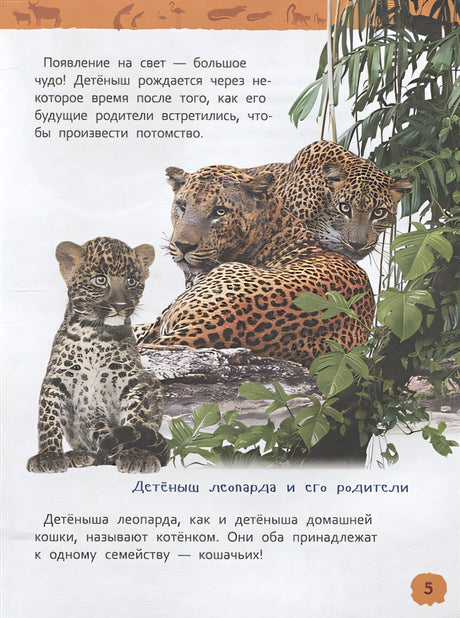 Детеныши животных 978-5-353-09339-8 - 4