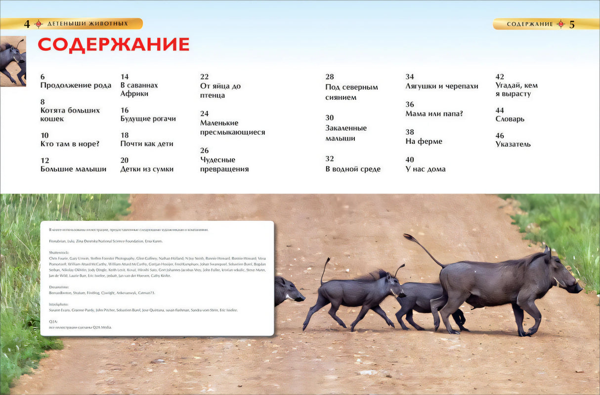 Детеныши животных. Детская энциклопедия 978-5-353-06868-6 - 1