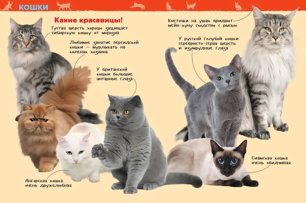 Разворот «Кошки. Какие красавицы!» с породами кошек