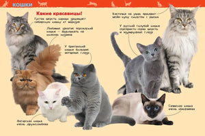 Разворот «Кошки. Какие красавицы!» с породами кошек