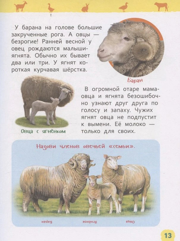Страница 13 об овцах и баранах с иллюстрациями овечьей семьи.