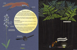 Разворот книги "Экспедиция Софи" с иллюстрациями ночной жизни леса.